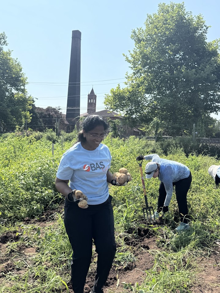 A BAS Cares volunteer holds freshly harvested potatoes while another volunteer digs in the field at Martha's Community Farm