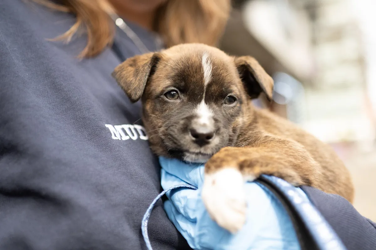Brown and white puppy with a white blaze resting on the shoulder of a person in a navy sweatshirt